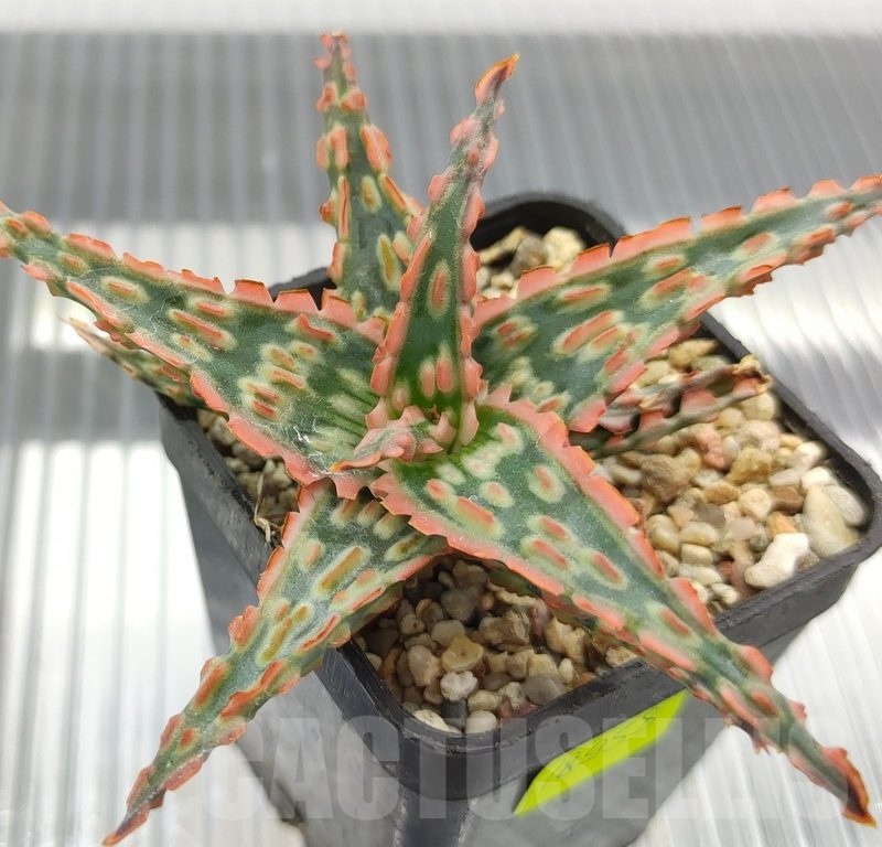 SH18958 Aloe TCT hybrid