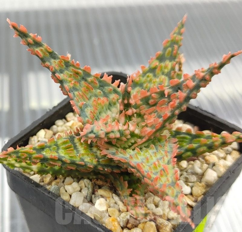 SH18960 Aloe TCT hybrid