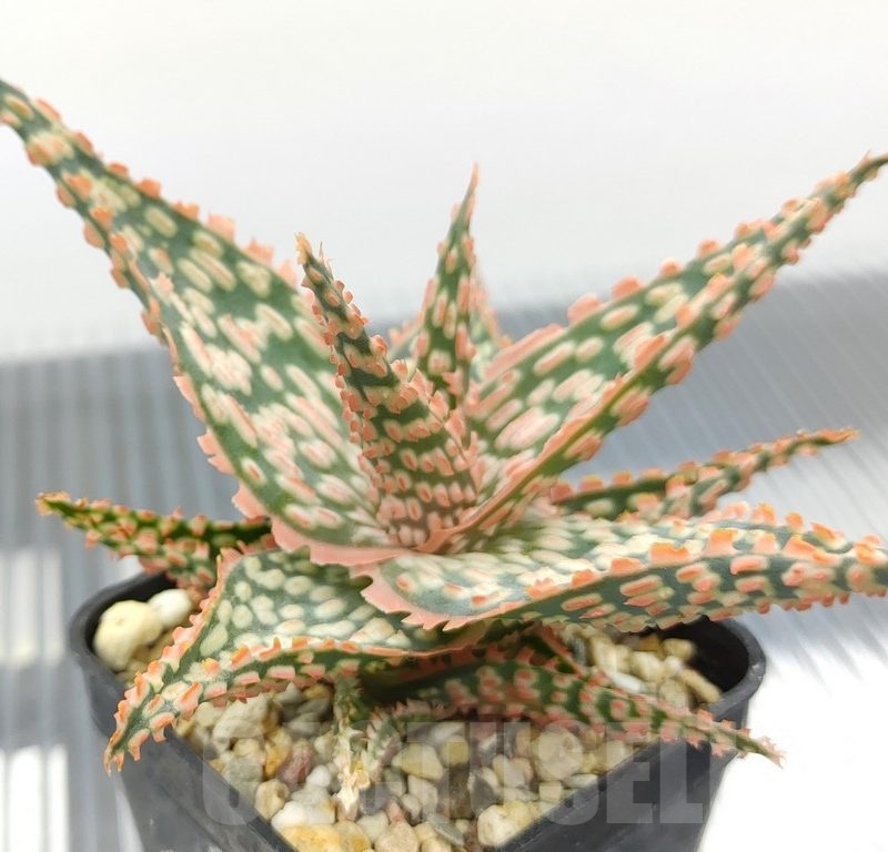 SH18961 Aloe TCT hybrid