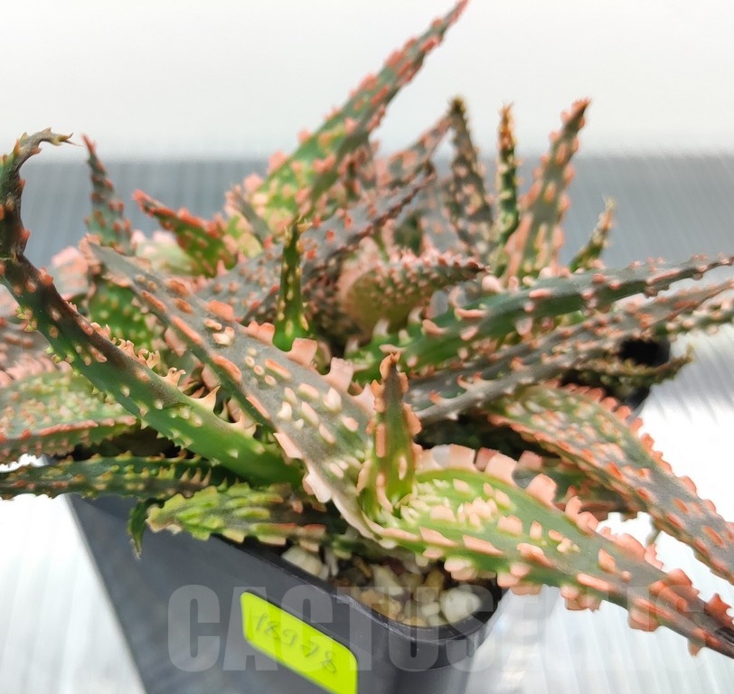 SH18978 Aloe TCT hybrid mix - immagine 2