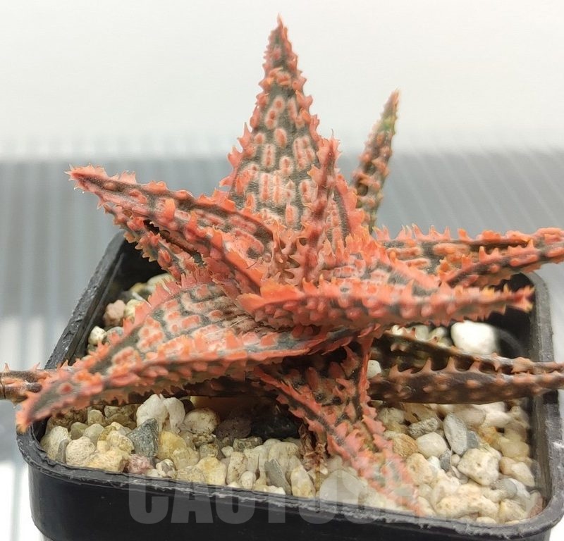 SH18963 Aloe TCT hybrid
