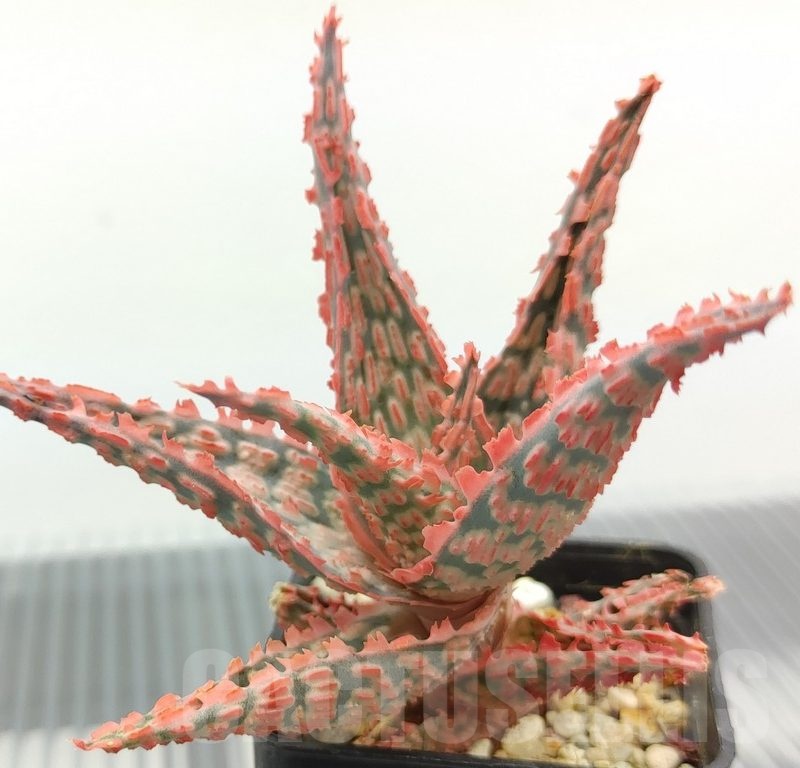 SH18964 Aloe TCT hybrid