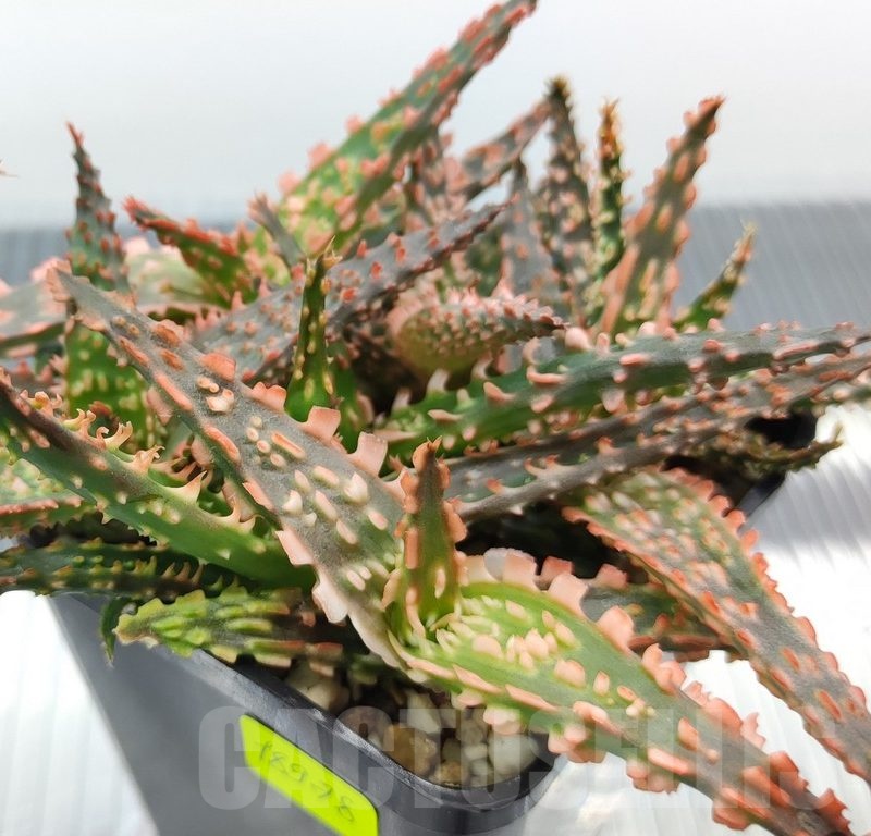 SH18978 Aloe TCT hybrid mix