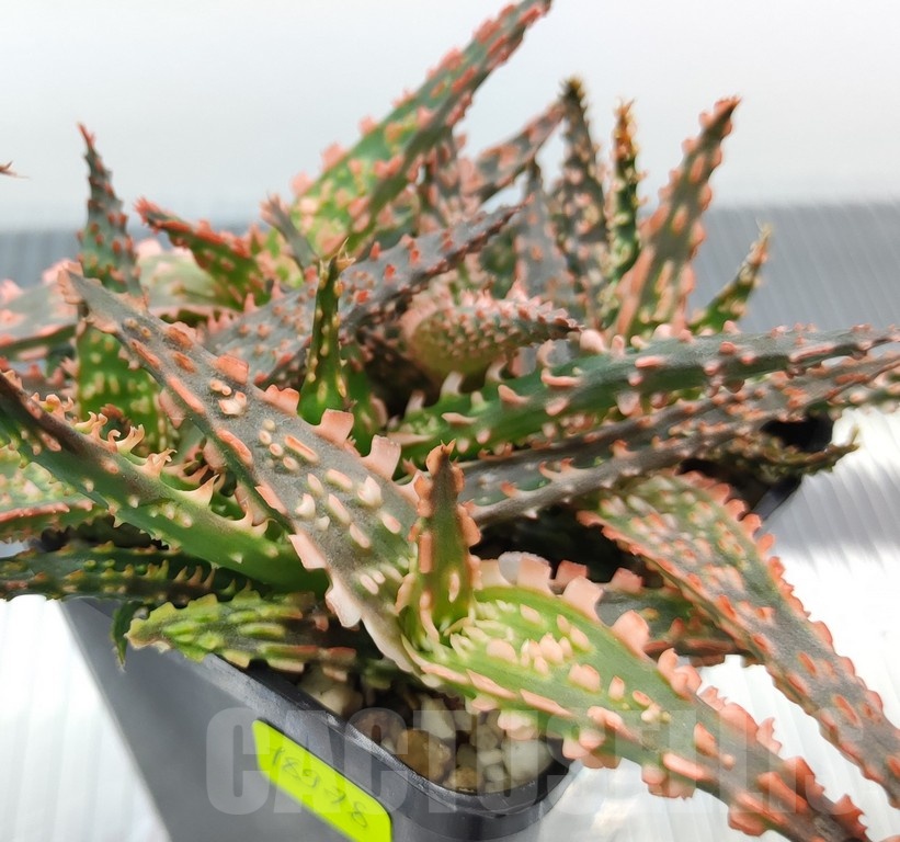 SH18978 Aloe TCT hybrid mix