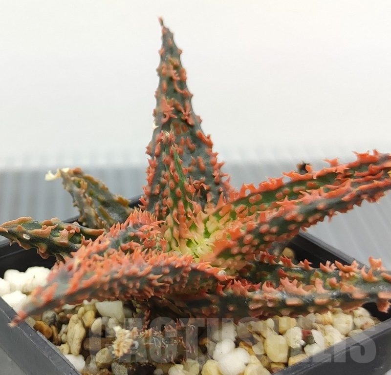 ハオルチア・アロエ Aloe TCT Lion Fish Aloe TCT hybrid : r/succulents