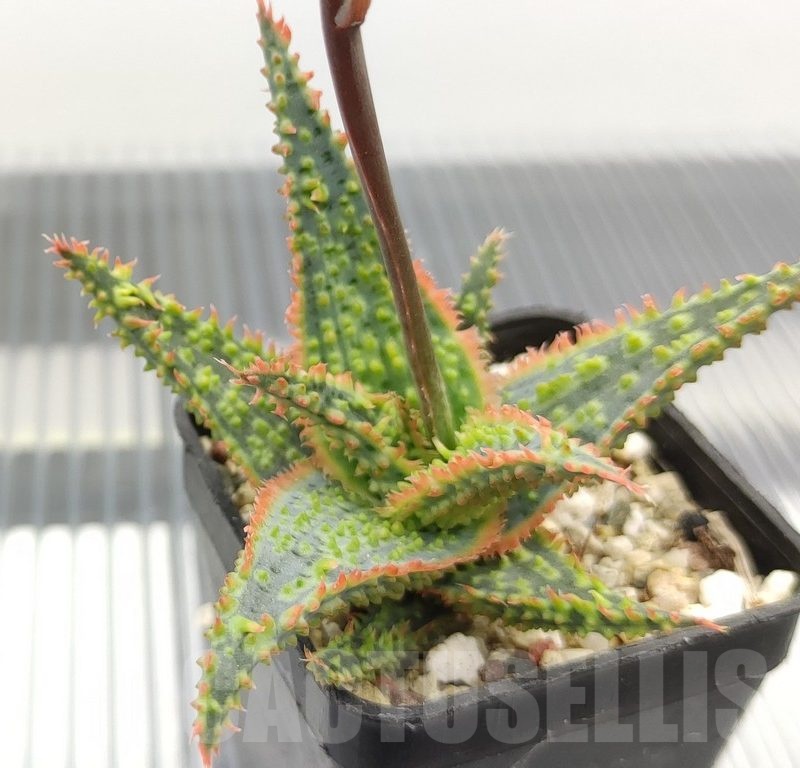 SH18966 Aloe TCT hybrid