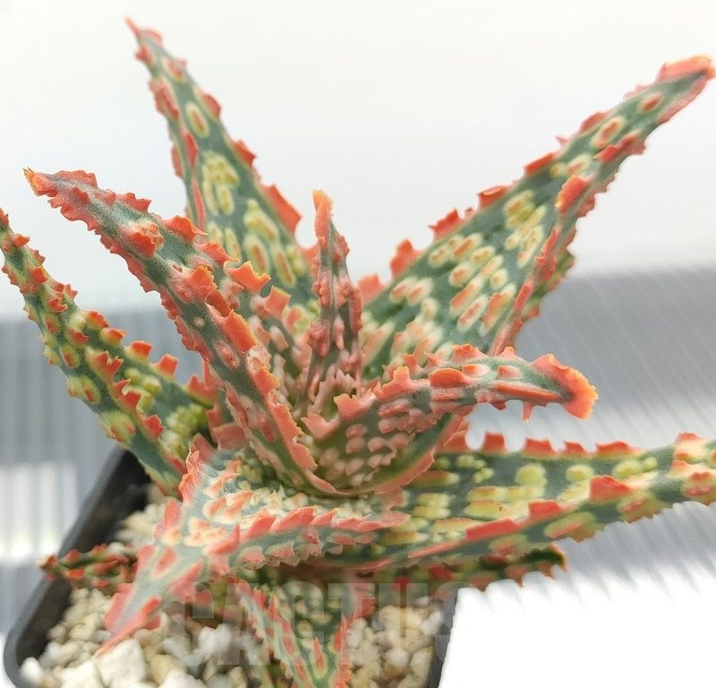 SH18968 Aloe TCT hybrid