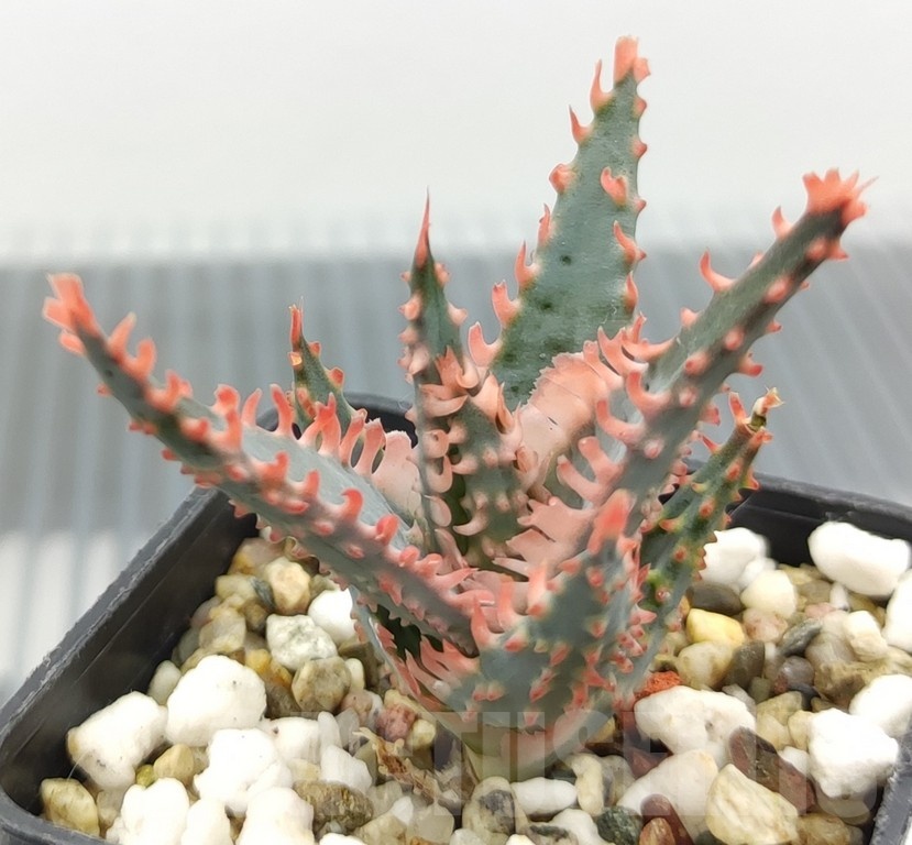 SH18970 Aloe TCT hybrid - Image 2