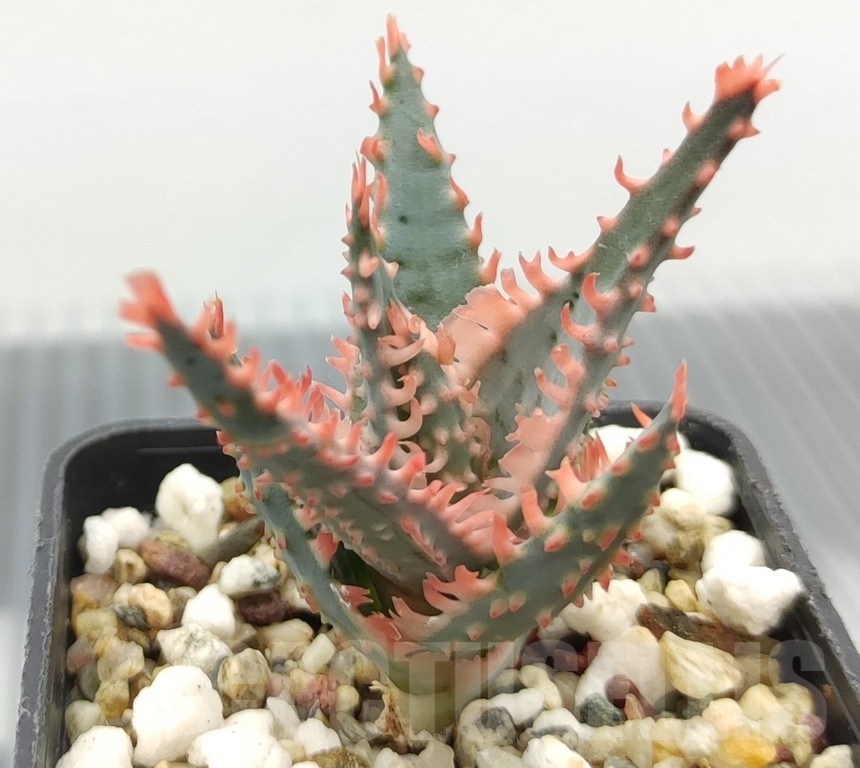 SH18970 Aloe TCT hybrid