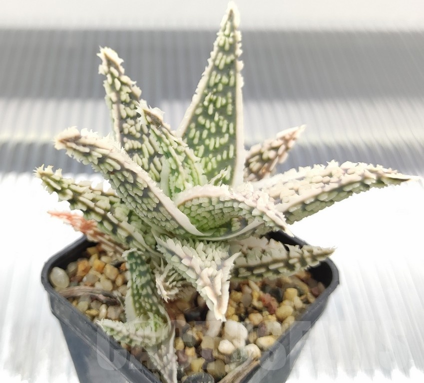 SH18971 Aloe TCT hybrid - Image 2