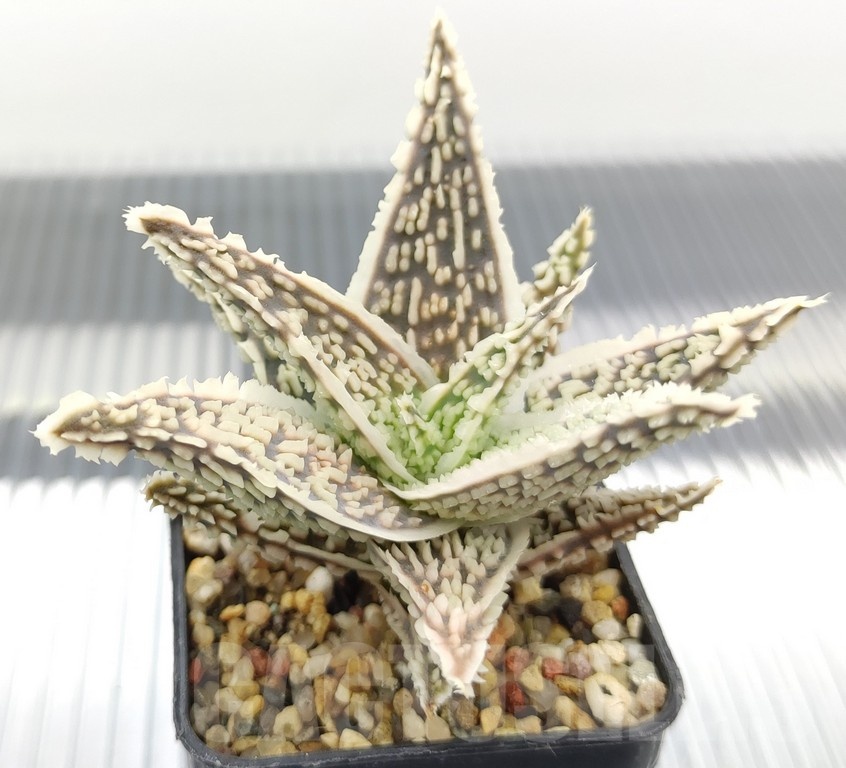 SH18971 Aloe TCT hybrid