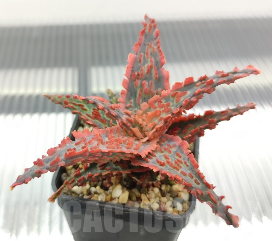 SH18972 Aloe TCT hybrid - immagine 2