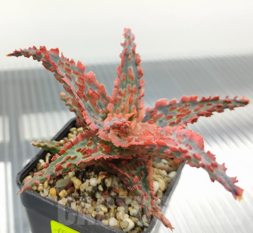 SH18972 Aloe TCT hybrid