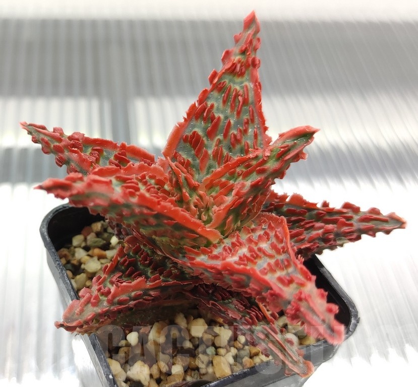 SH18973 Aloe TCT hybrid