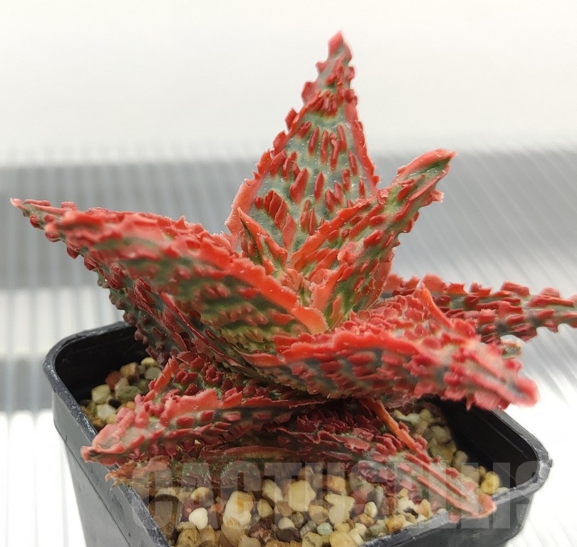 SH18973 Aloe TCT hybrid - Imagen 2