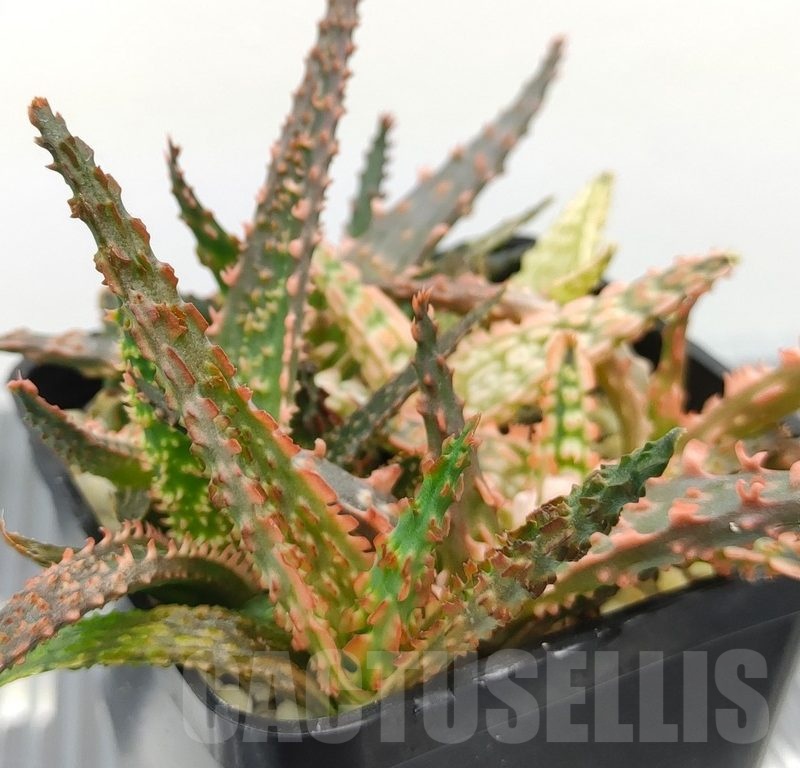SH18980 Aloe TCT hybrid mix