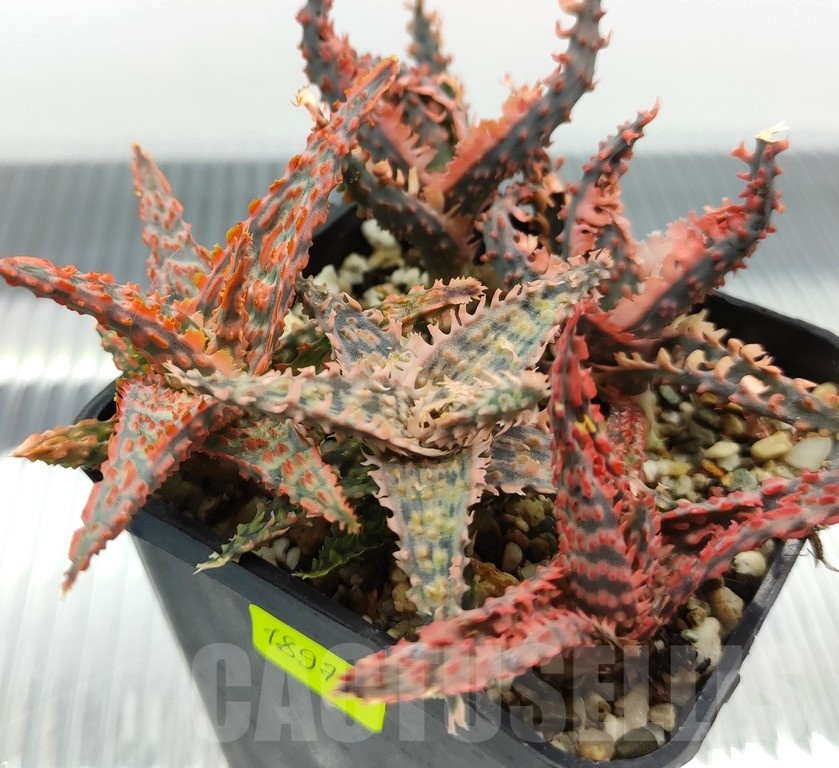 SH18975 Aloe TCT hybrid mix - Image 2