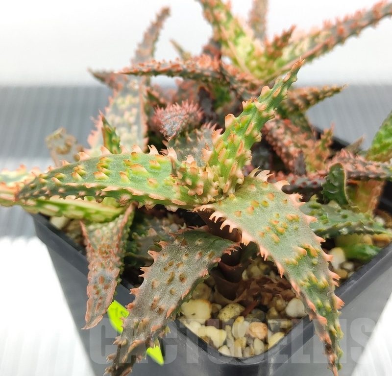SH18981 Aloe TCT hybrid mix