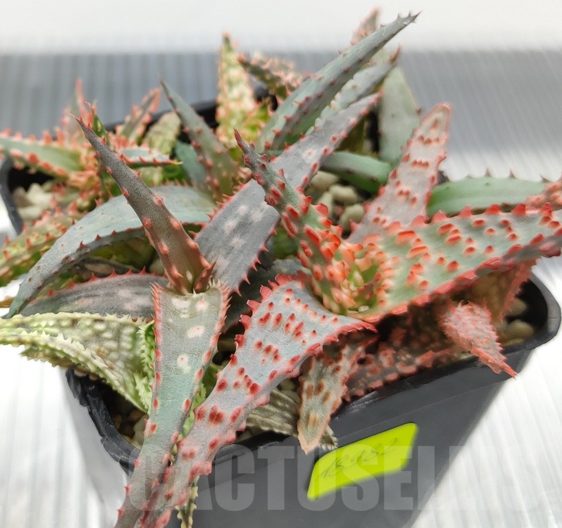 SH18982 Aloe TCT hybrid mix - immagine 2
