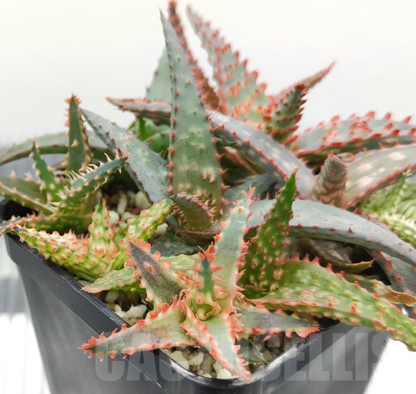 SH18982 Aloe TCT hybrid mix