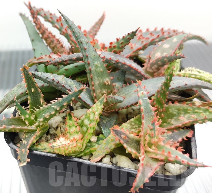 SH18982 Aloe TCT hybrid mix - immagine 3