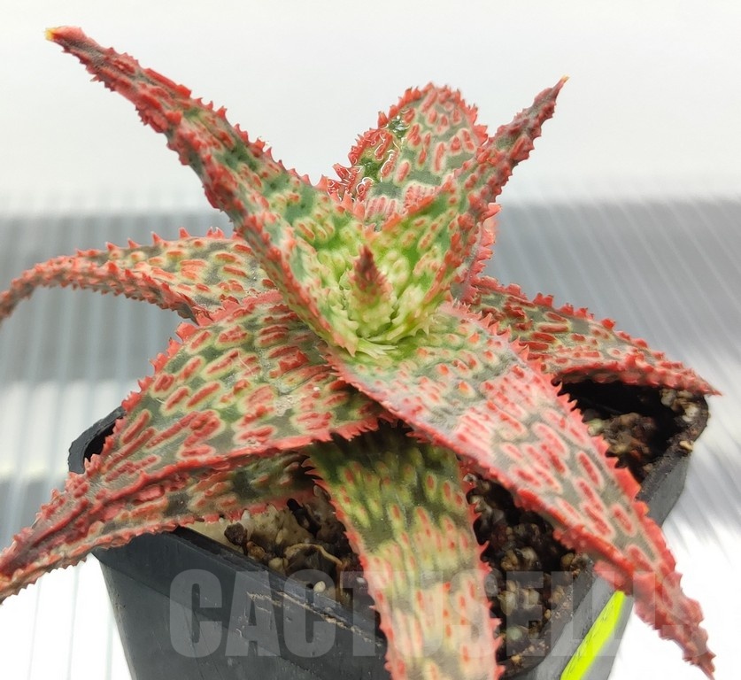 SH18936 Aloe TCT hybrid - Image 2