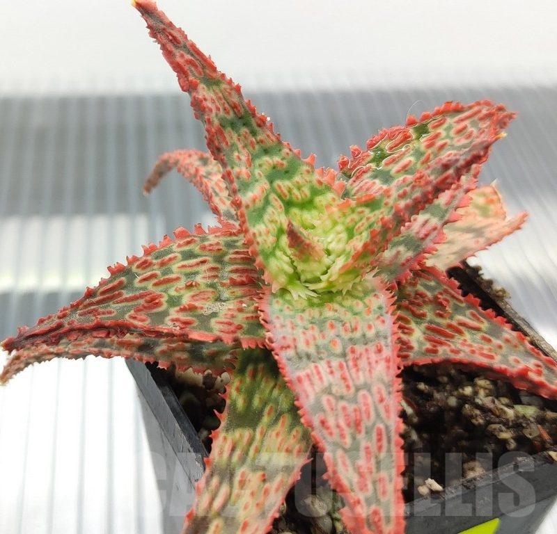 SH18936 Aloe TCT hybrid