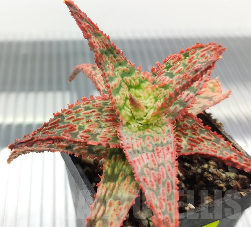 SH18936 Aloe TCT hybrid