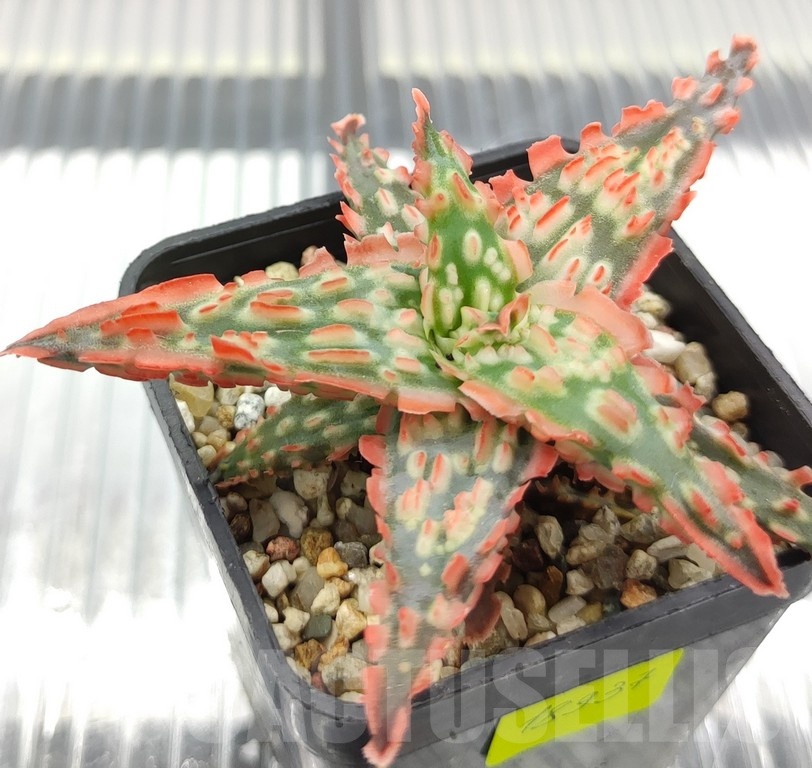 SH18937 Aloe TCT hybrid