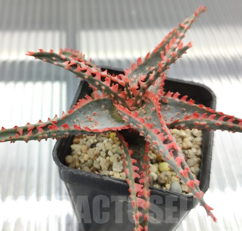 SH18939 Aloe TCT hybrid - immagine 2