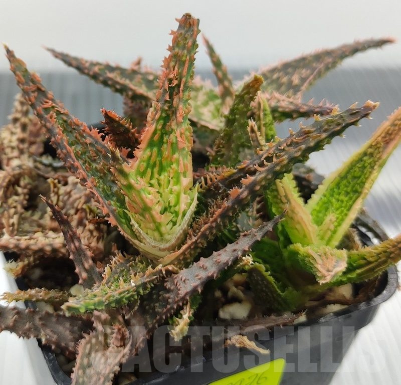 SH18976 Aloe TCT hybrid mix