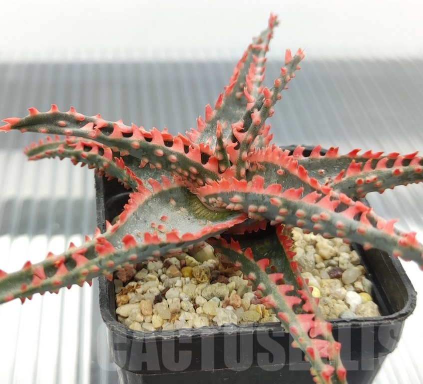 SH18939 Aloe TCT hybrid