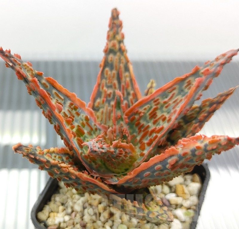 SH18941 Aloe TCT hybrid