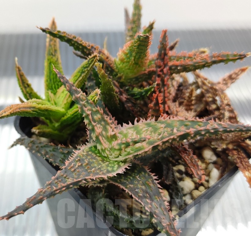 SH18976 Aloe TCT hybrid mix - Image 2