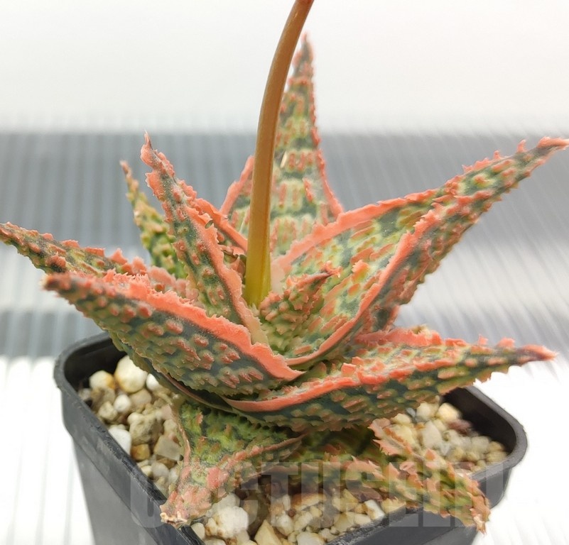 SH18942 Aloe TCT hybrid
