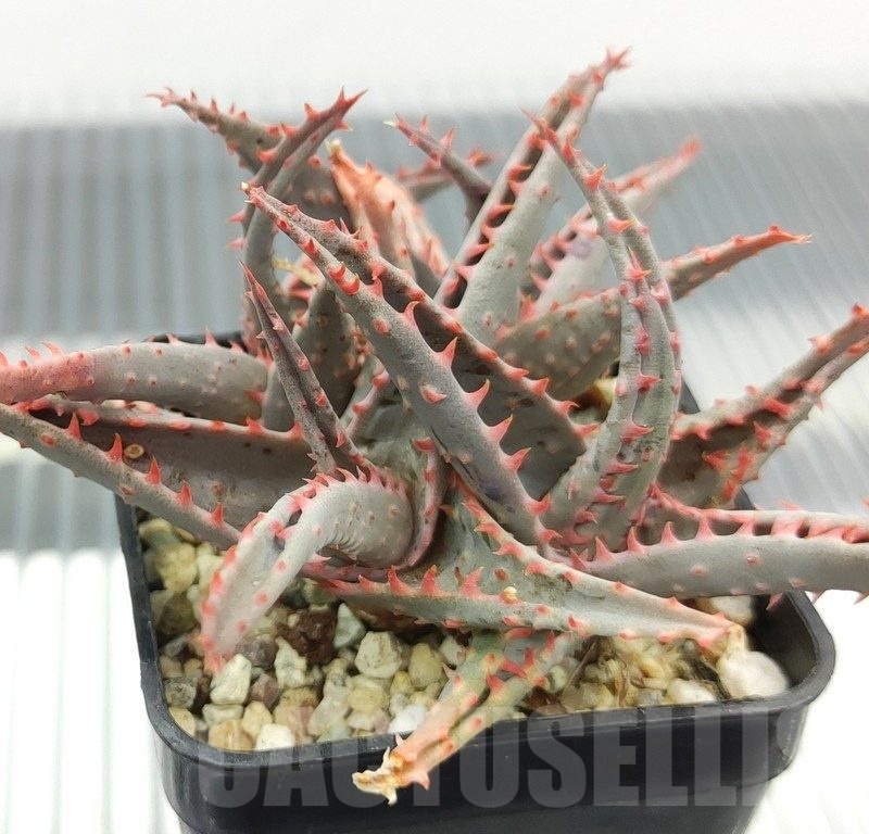 SH18943 Aloe TCT hybrid
