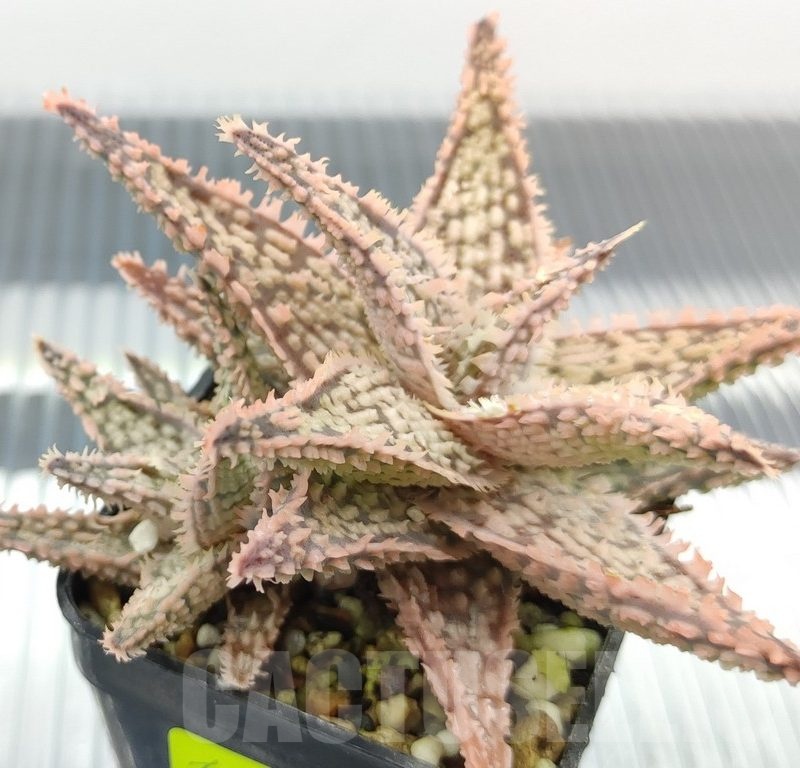 SH18944 Aloe TCT hybrid