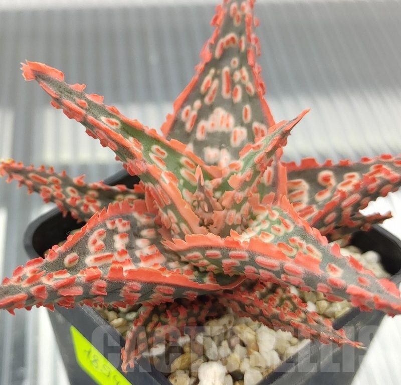 SH18945 Aloe TCT hybrid