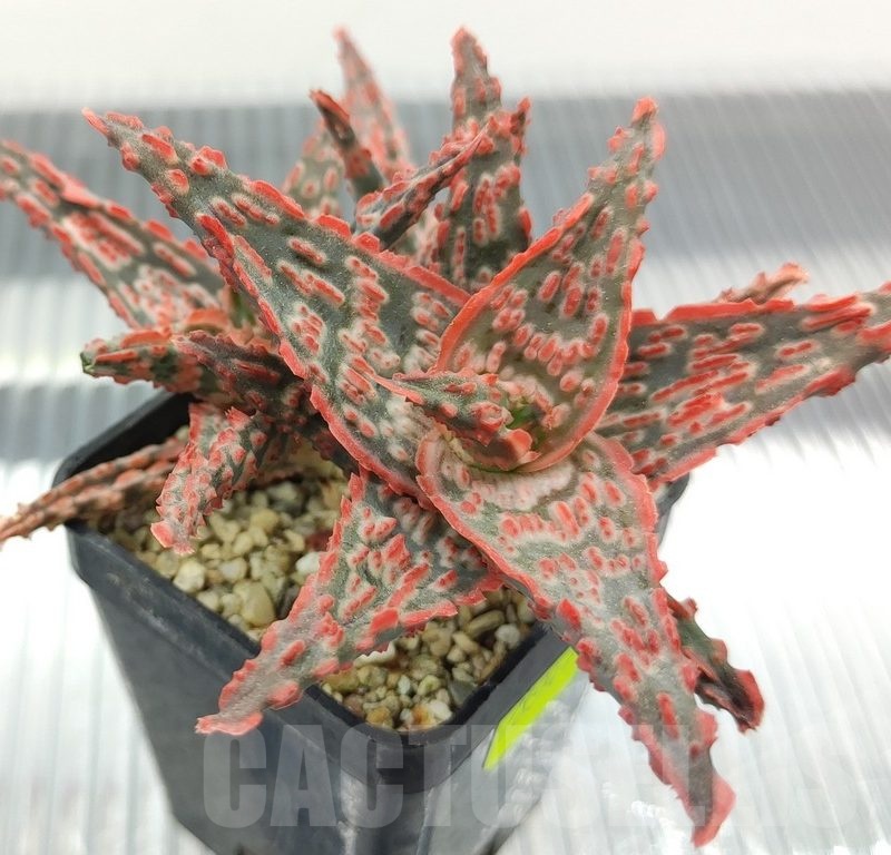 SH18947 Aloe TCT hybrid