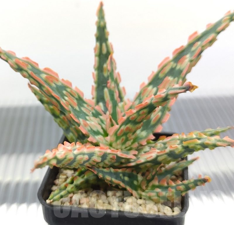 SH18948 Aloe TCT hybrid