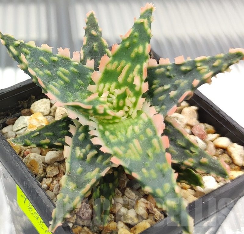 SH18950 Aloe TCT hybrid