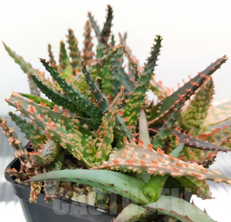 SH18977 Aloe TCT hybrid mix