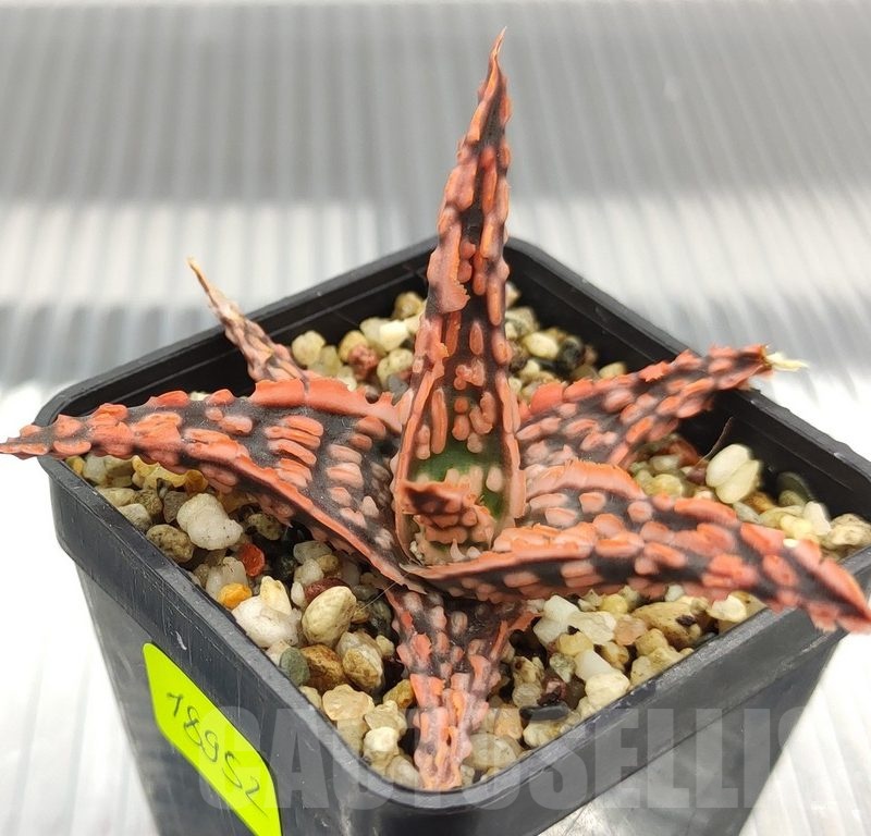 SH18952 Aloe TCT hybrid