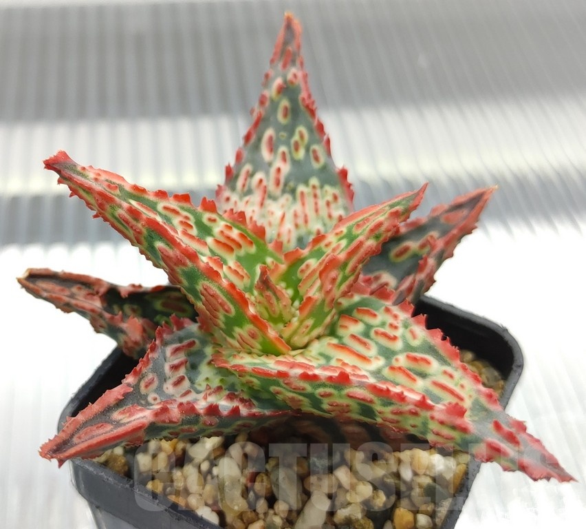 SH18953 Aloe TCT hybrid