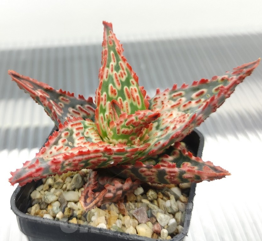 SH18953 Aloe TCT hybrid - immagine 2