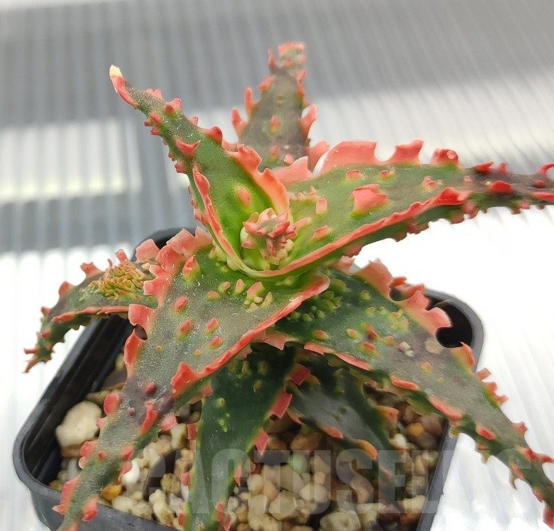 SH18954 Aloe TCT hybrid