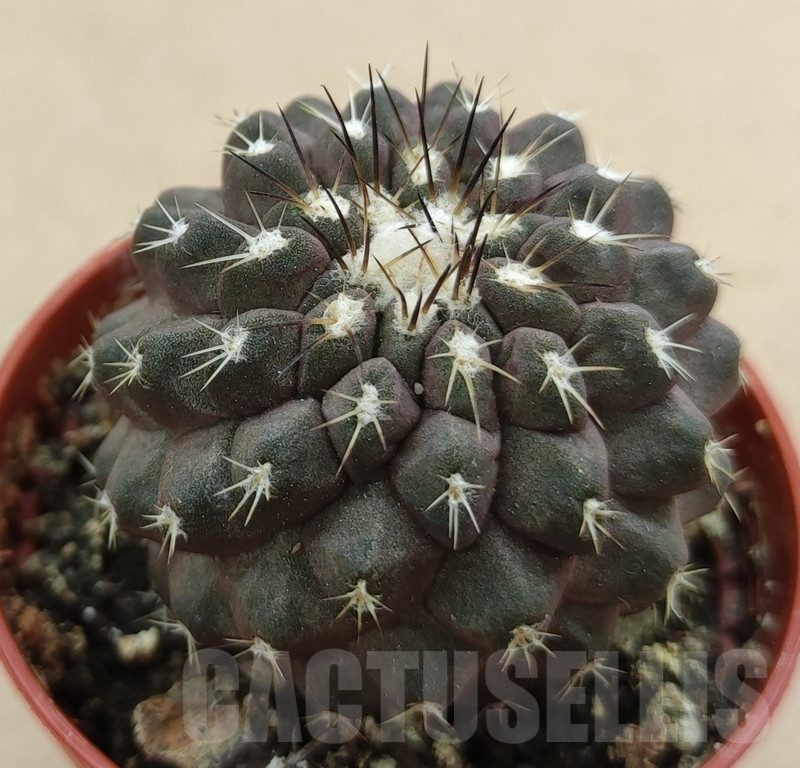SH18983 Copiapoa leonensis HR1061, grafted