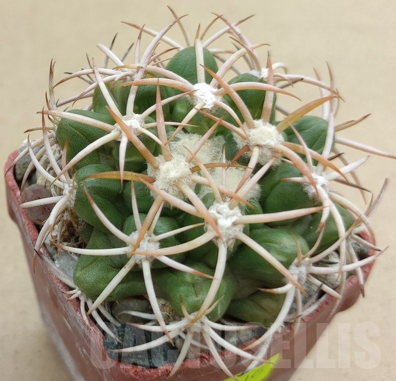 SH19016 Discocactus petr-halfari MH725, own roots