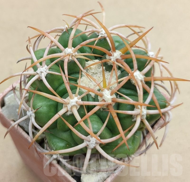 SH19017 Discocactus petr-halfari MH725, own roots