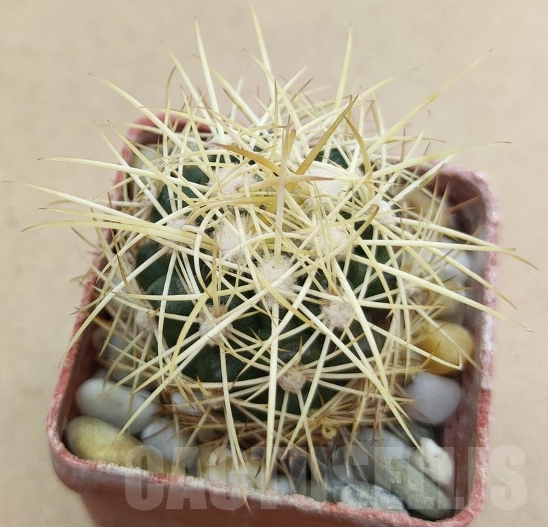 SH19018 Discocactus zehntneri MH 835a, own roots